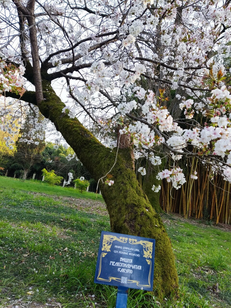 Гостиница Ирена Адлер-77