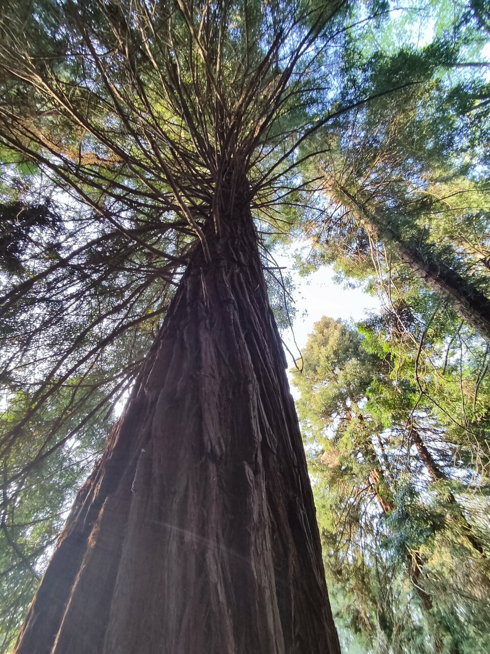 Гостиница Ирена Адлер-75