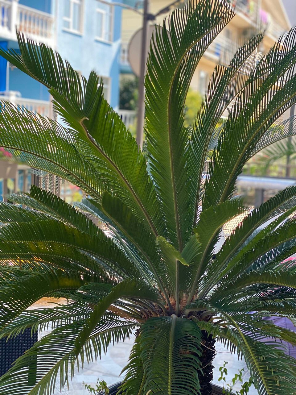 Гостиница Ирена Адлер-25