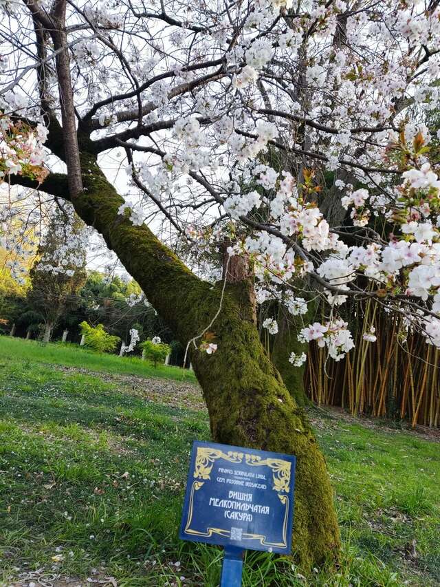 Гостиница Ирена Адлер-76