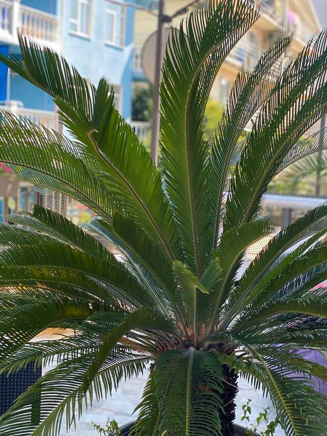 Гостиница Ирена Адлер-24